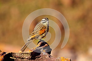 Southern african birds photo