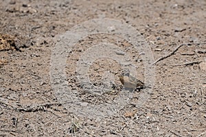 Cinnamon-breasted Bunting (Emberiza tahapisi) in Africa photo