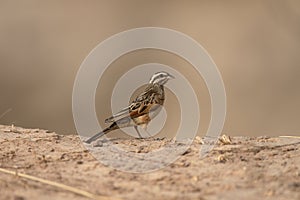 Cinnamon-breasted rock-bunting, Emberiza tahapisi photo