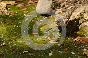 Cinnamon-breasted Rock-bunting female in Arabia photo