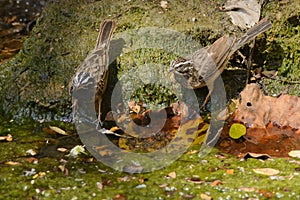 Cinnamon-breasted Rock-buntings in Arabia photo