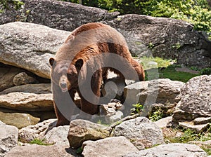 Cinnamon Brown Bear North Carolina Blue Ridge Mountains