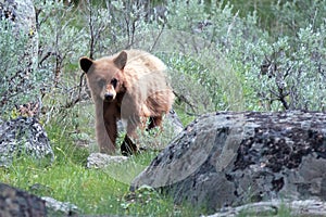 Cinnamon brown color Baby Cub American Black Bear Ursus americanus in Yellowstone National Park in Wyoming