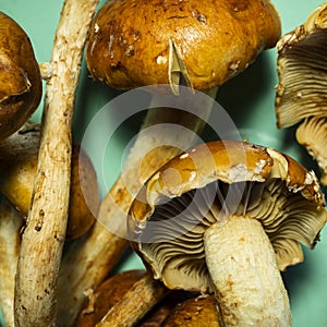 Cinnamon Cap Mushroom Detail