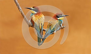 Cinnamon-chested Bee-eater