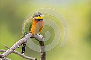 Cinnamon chested Bee eater bird in green orange on branch at Ngorongoro Crater in Tanzania, Africa