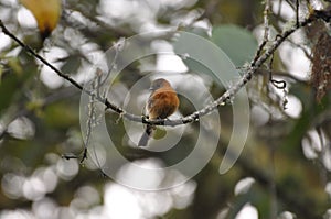 Cinnamon chested flycatcher