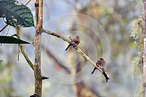 Cinnamon chested flycatchers
