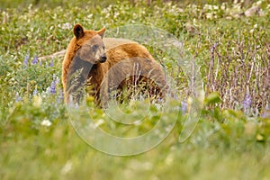 Cinnamon color female bear in Waterton lakes national park, Canada