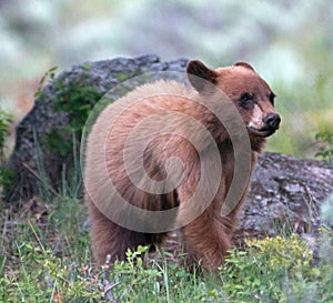 Cinnamon colored American Black Bear Yearling Cub (Ursus americanus)
