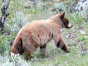 Cinnamon colored American Black Bear Yearling Cub (Ursus americanus) ambling up a hill