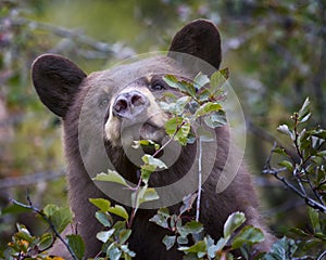 Cinnamon-colored black bear