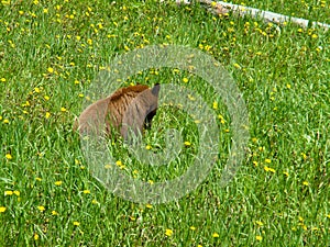 Cinnamon coloured bear in lush grass and dandelions