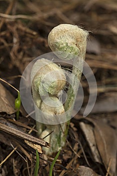 Cinnamon fern fiddleheads at the Belding Preserve in Vernon, Connecticut
