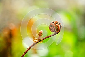 A Cinnamon fern forming a fiddlehead of a new frond