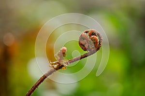 Extreme closeup of a Cinnamon fern frond forming