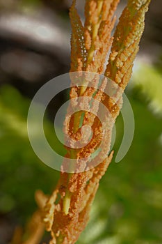 Cinnamon fern leaves unfurling close up