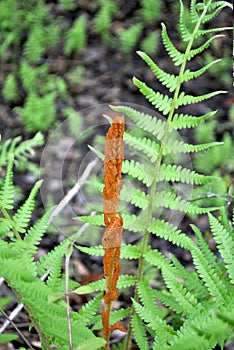 Cinnamon Fern