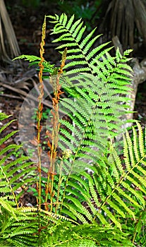 Cinnamon fern unfurling in Goethe state forest