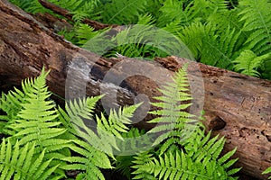 Cinnamon Ferns and Log