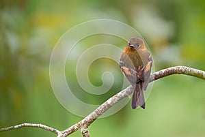 Cinnamon Flycatcher - Pyrrhomyias cinnamomeus