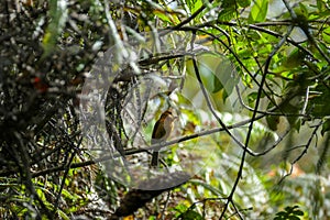 Cinnamon Flycatcher Standing in a Tree Log photo
