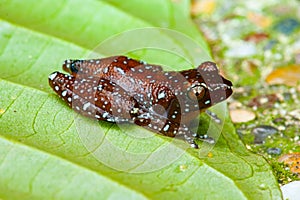 Cinnamon Frog Nyctixalus pictus on a leaf