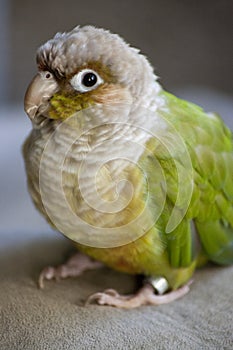 Cinnamon Green Cheek Conure Parrot