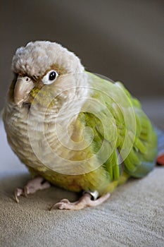 Cinnamon Green Cheek Conure Parrot