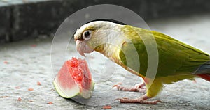 Cinnamon green-cheeked conure or parakeet (Pyrrhura molinae) close up.