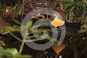Cinnamon ground dove