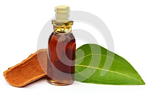 Cinnamon leaf with bark and essential oil