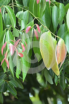 Cinnamon Leaves from Cinnamon Tree