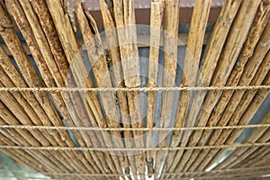 Cinnamon quills drying on rope lines under a roof at Balapitiya in Sri Lanka. photo