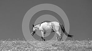 Cinnamon roan wild horse stallion in the Rocky Mountains of the american west in the United States - black and white