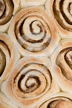 Cinnamon Rolls