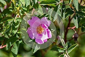 Cinnamon rose, Rosa majalis
