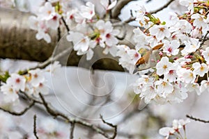 Cinnamon Sparrow on cherry tree blossoms