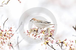 Cinnamon Sparrow on cherry tree blossoms