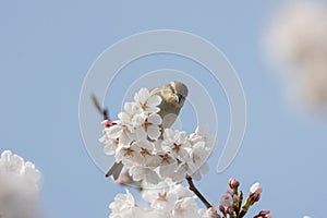 Cinnamon Sparrow on cherry tree blossoms.