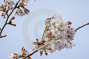 Cinnamon Sparrow on cherry tree blossoms.