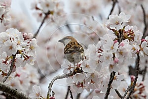 Cinnamon Sparrow on cherry tree blossoms.