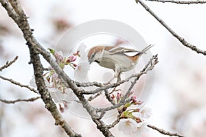 Cinnamon Sparrow on cherry tree blossoms.