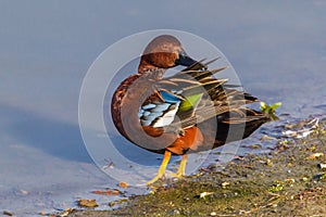 Cinnamon Teal