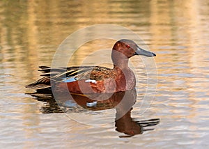 Cinnamon Teal close up portrait in golden lake