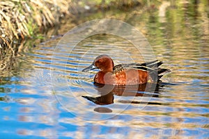 Cinnamon Teal duck in colorful Wetland pond