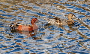 Cinnamon Teal duck couple in highly patterned, reflective waters