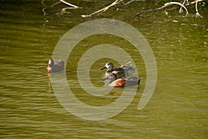 Cinnamon teal ducks on the lake. Oso Flaco Lake, California photo