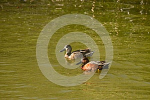 Cinnamon teal ducks on the lake. Oso Flaco Lake Natural Area, Oceano, CA photo