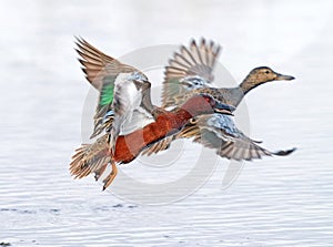 Cinnamon Teal ducks start off in flight